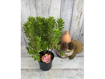 'P.J.M. Elite' - różanecznik
Rhododendron 'P.J.M. Elite' syn. 'Elite'
Rh. Minus var. Minus x Rh. dauricum 2