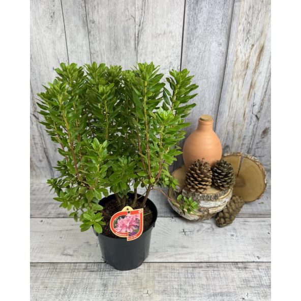 'P.J.M. Elite' - różanecznik
Rhododendron 'P.J.M. Elite' syn. 'Elite'
Rh. Minus var. Minus x Rh. dauricum