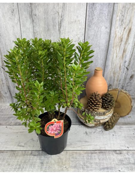 'P.J.M. Elite' - różanecznik
Rhododendron 'P.J.M. Elite' syn. 'Elite'
Rh. Minus var. Minus x Rh. dauricum