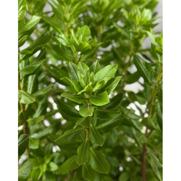 'P.J.M. Elite' - różanecznik
Rhododendron 'P.J.M. Elite' syn. 'Elite'
Rh. Minus var. Minus x Rh. dauricum