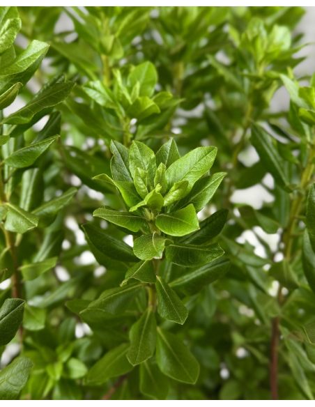 'P.J.M. Elite' - różanecznik
Rhododendron 'P.J.M. Elite' syn. 'Elite'
Rh. Minus var. Minus x Rh. dauricum