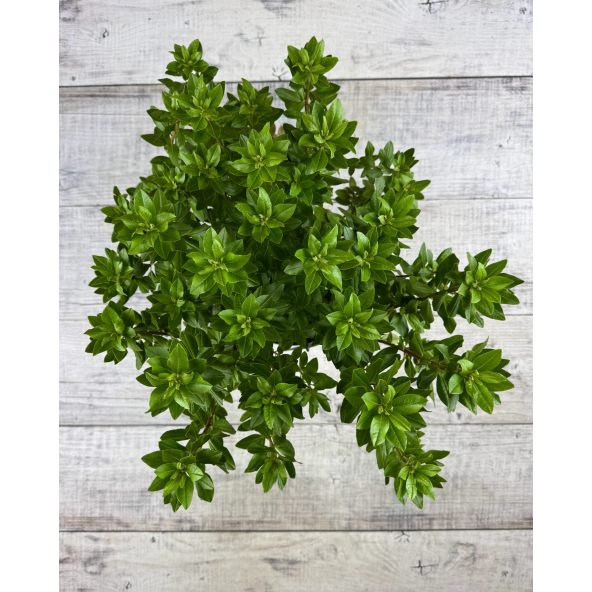 'P.J.M. Elite' - różanecznik
Rhododendron 'P.J.M. Elite' syn. 'Elite'
Rh. Minus var. Minus x Rh. dauricum