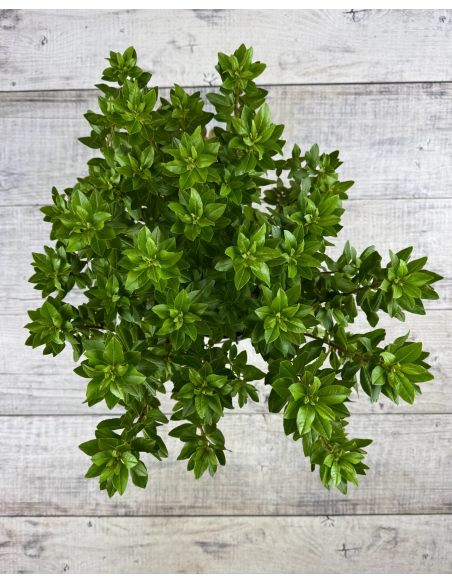 'P.J.M. Elite' - różanecznik
Rhododendron 'P.J.M. Elite' syn. 'Elite'
Rh. Minus var. Minus x Rh. dauricum