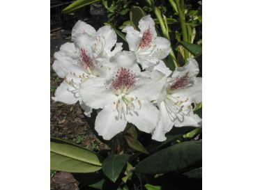 'P.M.A. Tigerstedt' - różanecznik wielkokwiatowy
Rhododendron hybridum 'P.M.A. Tigerstedt'