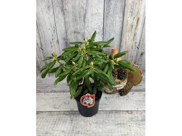 'P.M.A. Tigerstedt' - różanecznik wielkokwiatowy
Rhododendron hybridum 'P.M.A. Tigerstedt' 2