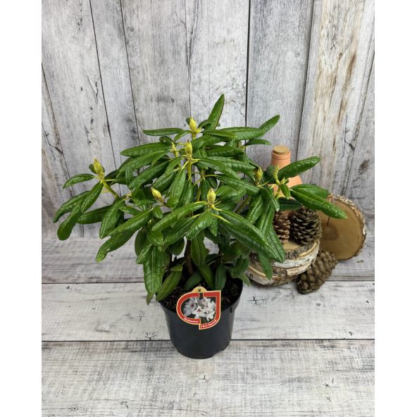 'P.M.A. Tigerstedt' - różanecznik wielkokwiatowy
Rhododendron hybridum 'P.M.A. Tigerstedt'