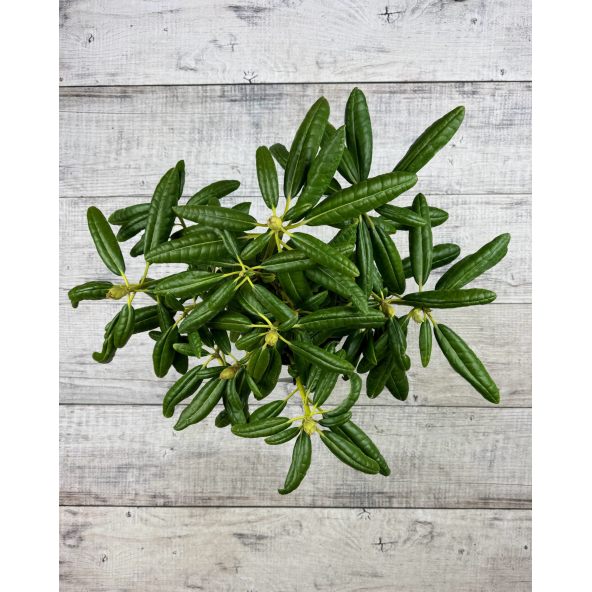 'P.M.A. Tigerstedt' - różanecznik wielkokwiatowy
Rhododendron hybridum 'P.M.A. Tigerstedt'