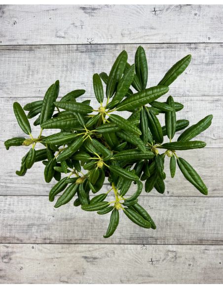 'P.M.A. Tigerstedt' - różanecznik wielkokwiatowy
Rhododendron hybridum 'P.M.A. Tigerstedt'