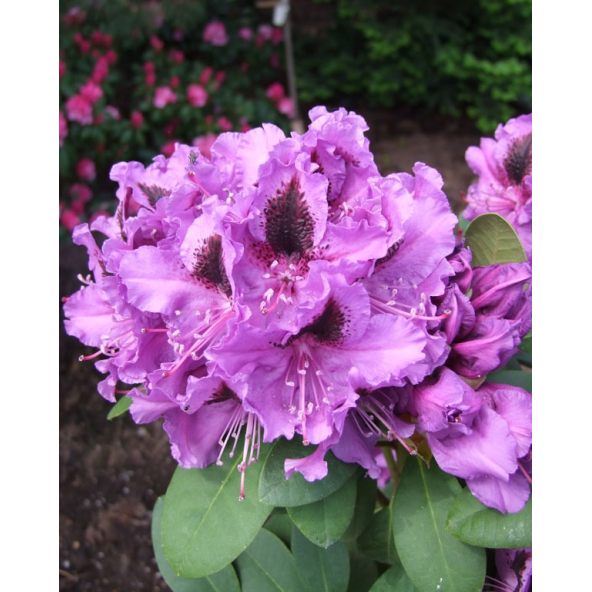 'Peter Alan' - różanecznik wielkokwiatowy 
Rhododendron hybridum 'Peter Alan'