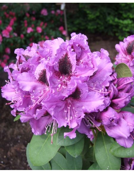 'Peter Alan' - różanecznik wielkokwiatowy 
Rhododendron hybridum 'Peter Alan'