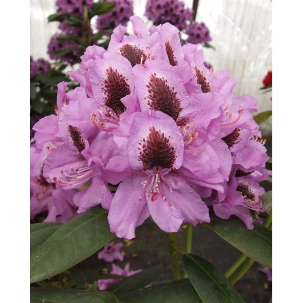 'Peter Alan' - różanecznik wielkokwiatowy 
Rhododendron hybridum 'Peter Alan'
