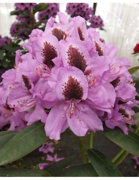 'Peter Alan' - różanecznik wielkokwiatowy 
Rhododendron hybridum 'Peter Alan'