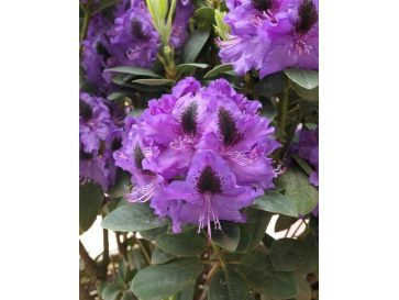 'Peter Alan' - różanecznik wielkokwiatowy 
Rhododendron hybridum 'Peter Alan'