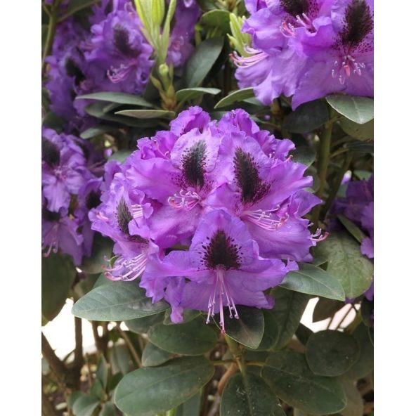 'Peter Alan' - różanecznik wielkokwiatowy 
Rhododendron hybridum 'Peter Alan'