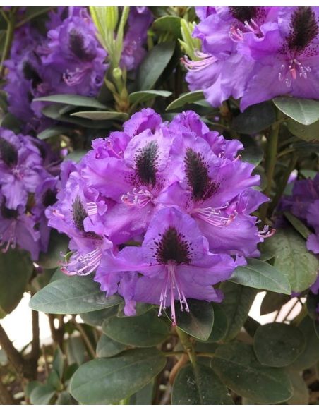 'Peter Alan' - różanecznik wielkokwiatowy 
Rhododendron hybridum 'Peter Alan'
