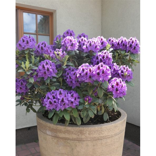 'Peter Alan' - różanecznik wielkokwiatowy 
Rhododendron hybridum 'Peter Alan'