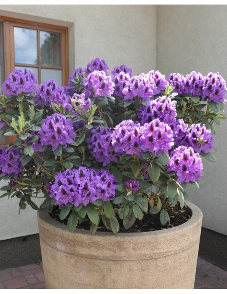 'Peter Alan' - różanecznik wielkokwiatowy 
Rhododendron hybridum 'Peter Alan'