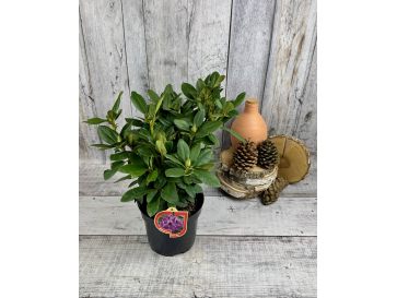 'Peter Alan' - różanecznik wielkokwiatowy 
Rhododendron hybridum 'Peter Alan' 2