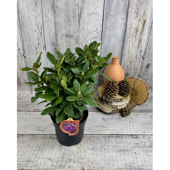 'Peter Alan' - różanecznik wielkokwiatowy 
Rhododendron hybridum 'Peter Alan'