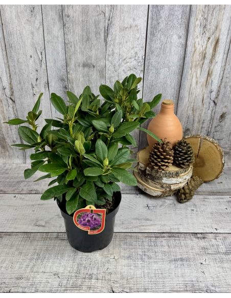 'Peter Alan' - różanecznik wielkokwiatowy 
Rhododendron hybridum 'Peter Alan'