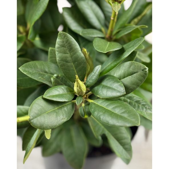 'Peter Alan' - różanecznik wielkokwiatowy 
Rhododendron hybridum 'Peter Alan'