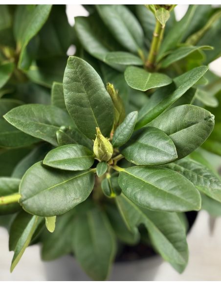 'Peter Alan' - różanecznik wielkokwiatowy 
Rhododendron hybridum 'Peter Alan'