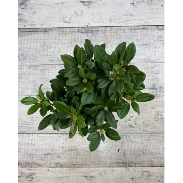 Różanecznik Peter Alan