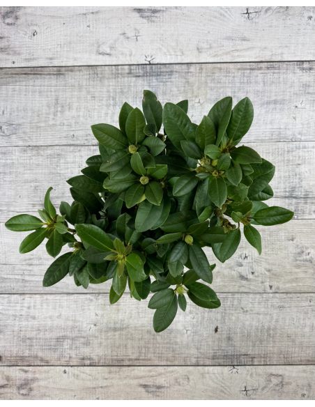 Różanecznik Peter Alan