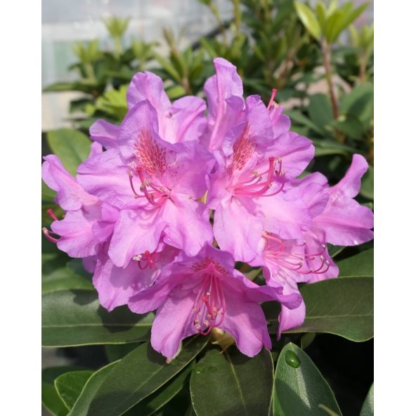 'Pink Purple Dream' - różanecznik wielkokwiatowy 
Rhododendron hybridum 'Pink Purple Dream'