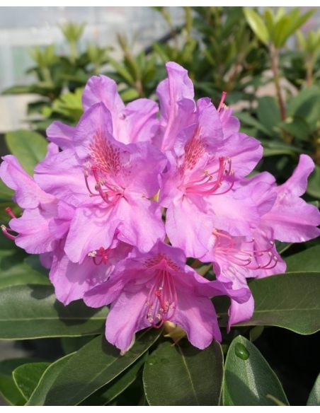 'Pink Purple Dream' - różanecznik wielkokwiatowy 
Rhododendron hybridum 'Pink Purple Dream'