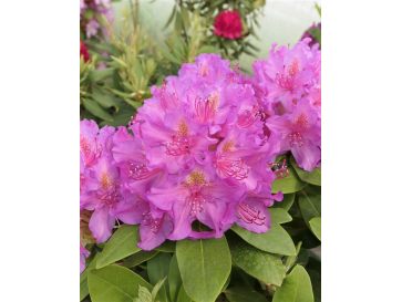 'Pink Purple Dream' - różanecznik wielkokwiatowy 
Rhododendron hybridum 'Pink Purple Dream'