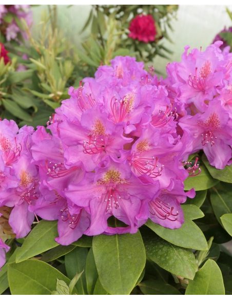 'Pink Purple Dream' - różanecznik wielkokwiatowy 
Rhododendron hybridum 'Pink Purple Dream'