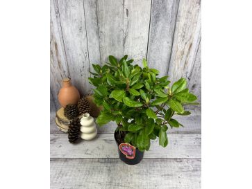 'Pink Purple Dream' - różanecznik wielkokwiatowy 
Rhododendron hybridum 'Pink Purple Dream' 2