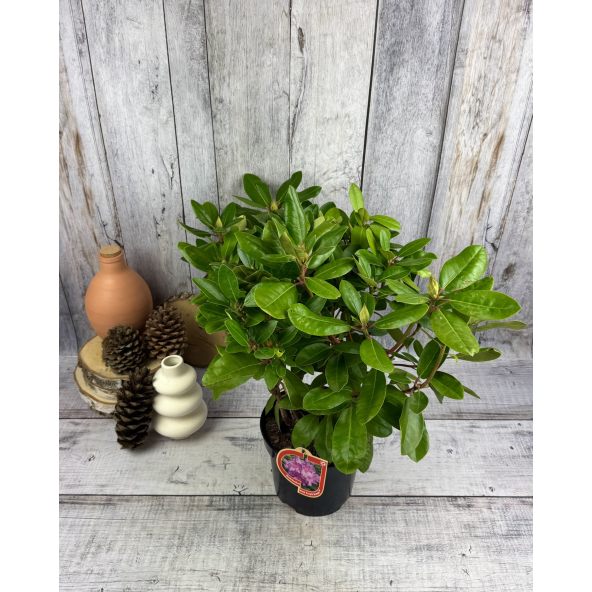 'Pink Purple Dream' - różanecznik wielkokwiatowy 
Rhododendron hybridum 'Pink Purple Dream'