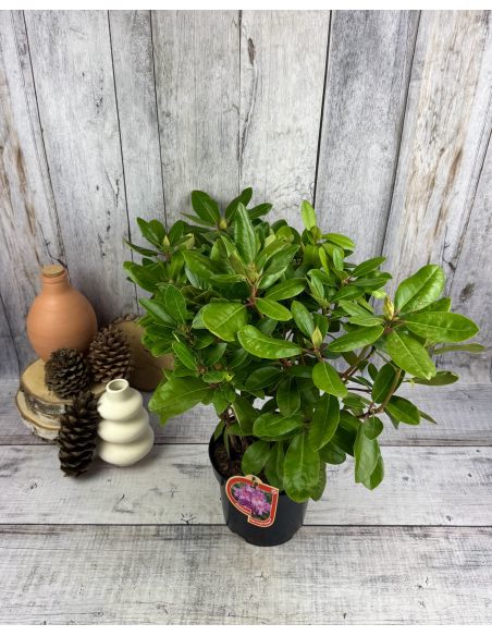 'Pink Purple Dream' - różanecznik wielkokwiatowy 
Rhododendron hybridum 'Pink Purple Dream'