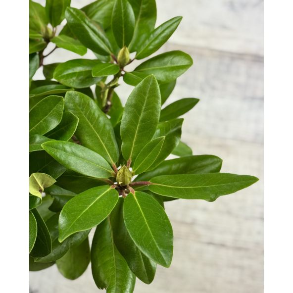 'Pink Purple Dream' - różanecznik wielkokwiatowy 
Rhododendron hybridum 'Pink Purple Dream'