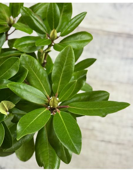 'Pink Purple Dream' - różanecznik wielkokwiatowy 
Rhododendron hybridum 'Pink Purple Dream'