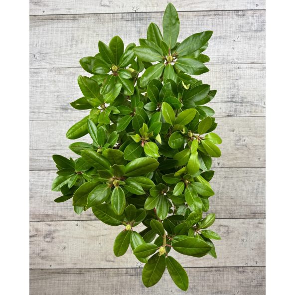 'Pink Purple Dream' - różanecznik wielkokwiatowy 
Rhododendron hybridum 'Pink Purple Dream'