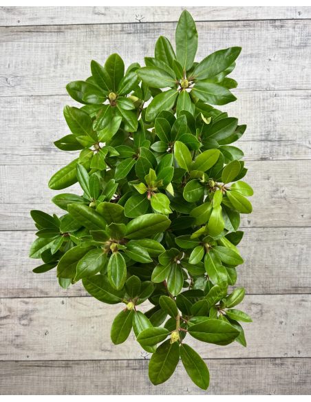 'Pink Purple Dream' - różanecznik wielkokwiatowy 
Rhododendron hybridum 'Pink Purple Dream'