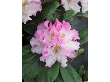 'Pohjola's Daughter' - różanecznik wielkokwiatowy
Rhododendron hybridum 'Pohjola's Daughter'