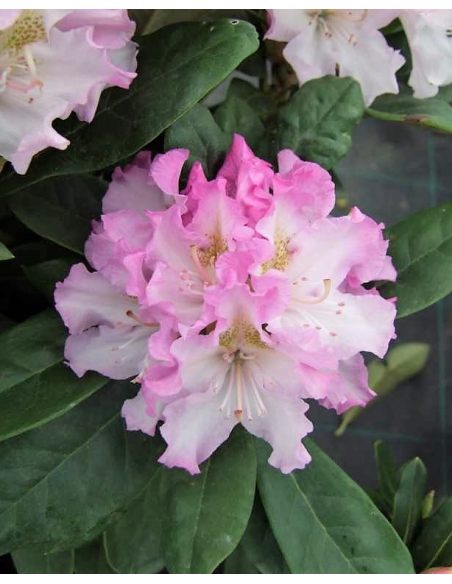 'Pohjola's Daughter' - różanecznik wielkokwiatowy
Rhododendron hybridum 'Pohjola's Daughter'