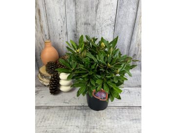 'Pohjola's Daughter' - różanecznik wielkokwiatowy
Rhododendron hybridum 'Pohjola's Daughter' 2