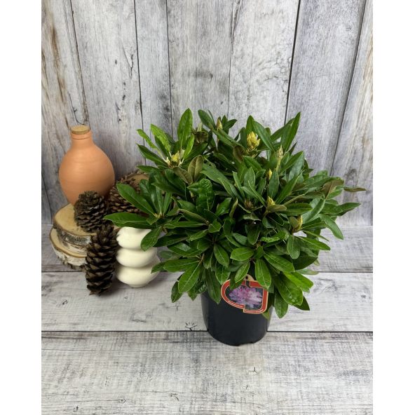 'Pohjola's Daughter' - różanecznik wielkokwiatowy
Rhododendron hybridum 'Pohjola's Daughter'