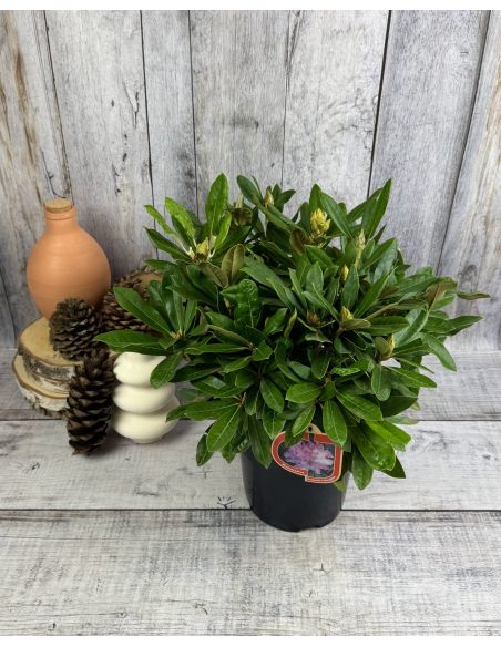 'Pohjola's Daughter' - różanecznik wielkokwiatowy
Rhododendron hybridum 'Pohjola's Daughter'