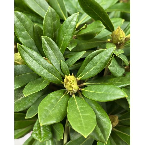 'Pohjola's Daughter' - różanecznik wielkokwiatowy
Rhododendron hybridum 'Pohjola's Daughter'