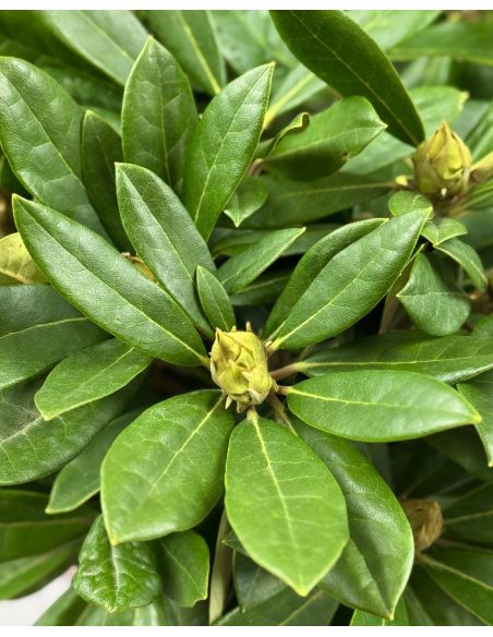 'Pohjola's Daughter' - różanecznik wielkokwiatowy
Rhododendron hybridum 'Pohjola's Daughter'