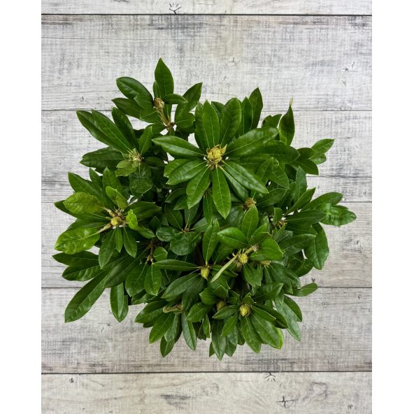 'Pohjola's Daughter' - różanecznik wielkokwiatowy
Rhododendron hybridum 'Pohjola's Daughter'