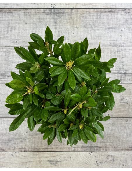 'Pohjola's Daughter' - różanecznik wielkokwiatowy
Rhododendron hybridum 'Pohjola's Daughter'