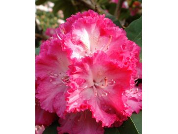 'Prof. Horst Robenek' - różanecznik wielkokwiatowy
Rhododendron hybridum 'Prof. Horst Robenek'