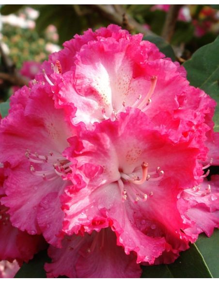 'Prof. Horst Robenek' - różanecznik wielkokwiatowy
Rhododendron hybridum 'Prof. Horst Robenek'